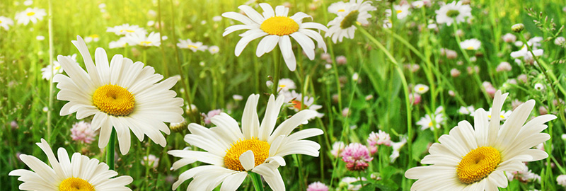 Daisies in a green field